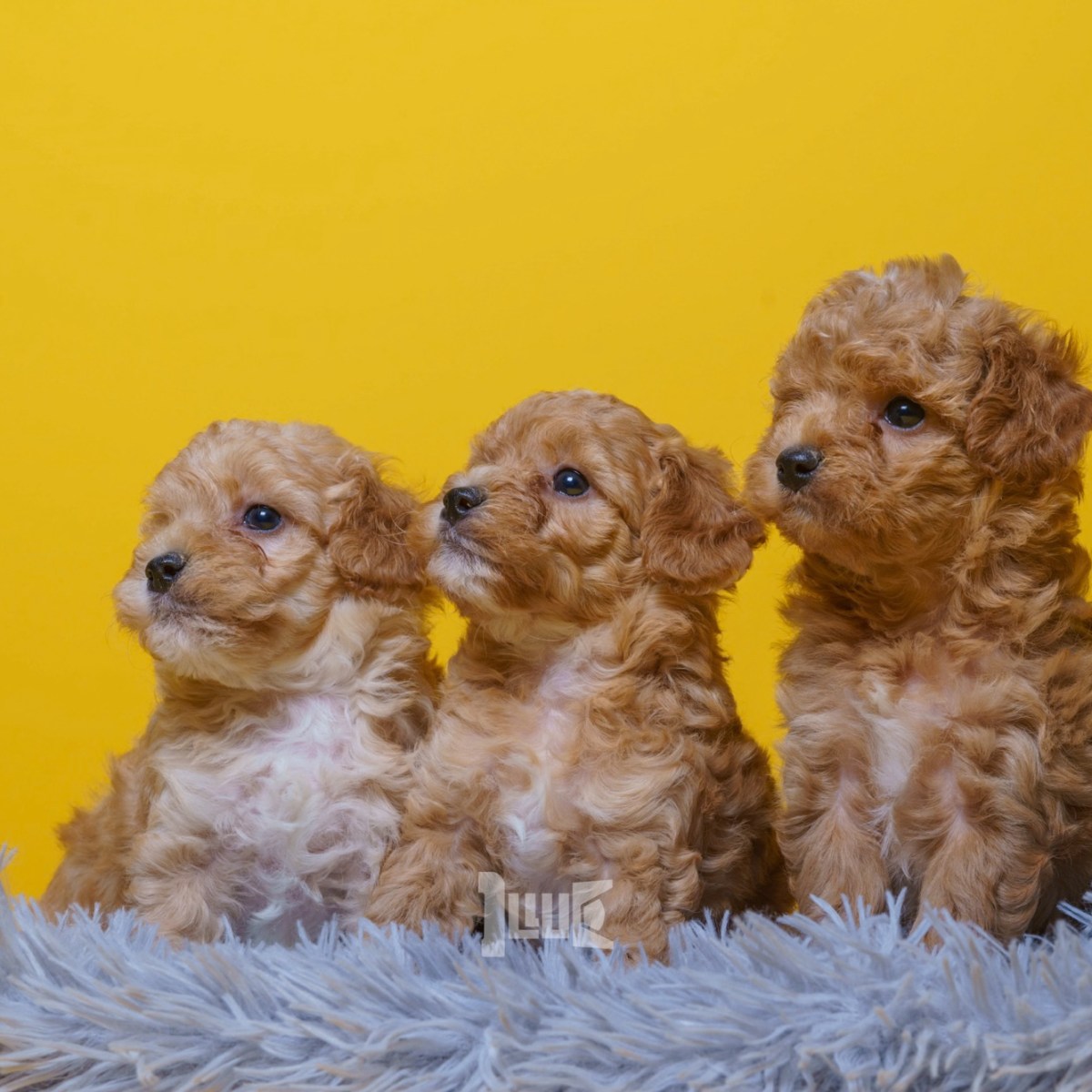 Capturing the Pure Joy of Puppies: Studio Pet Photography with Bright&nbsp;Colors