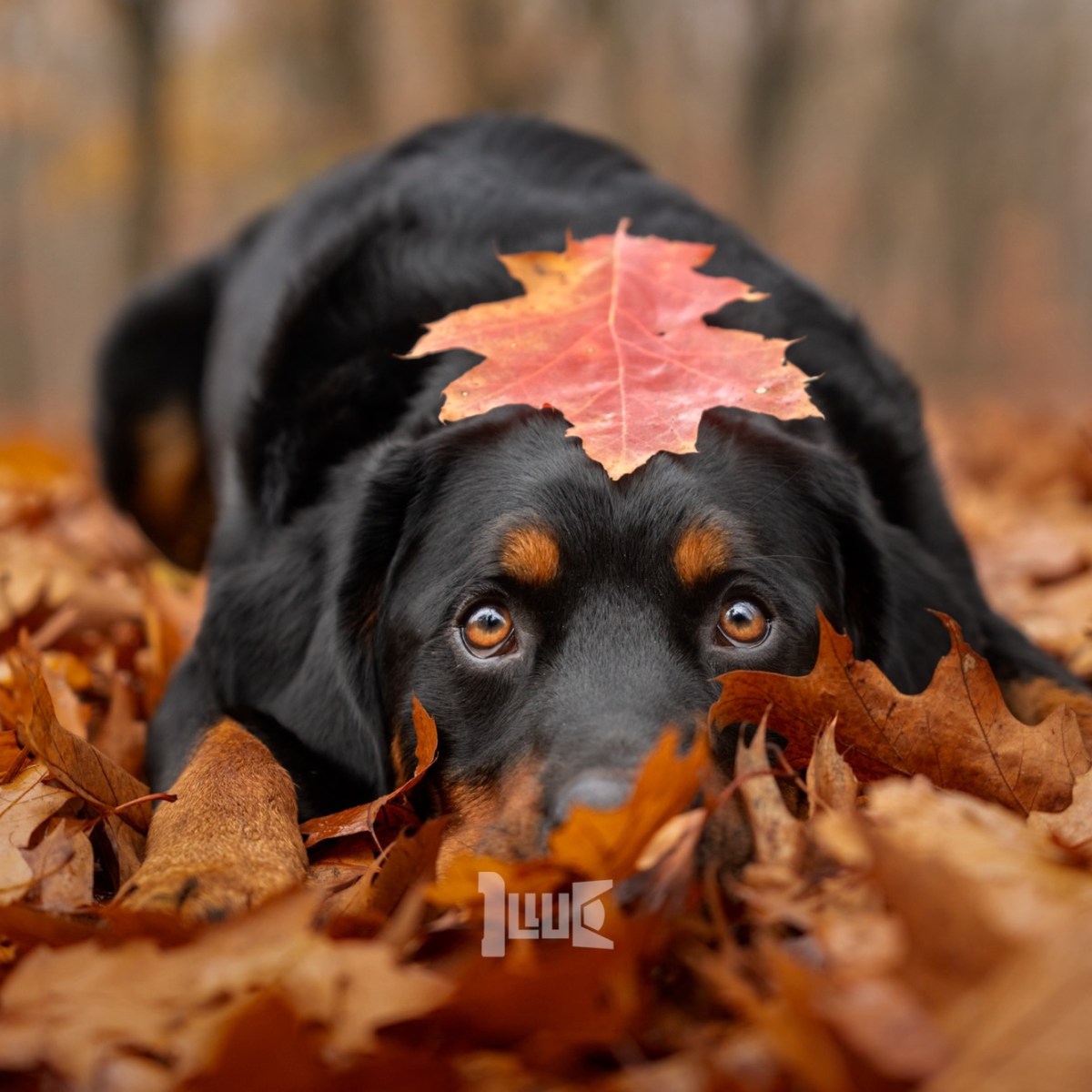 Capturing the Cozy Charm of Fall: How to Create Stunning Autumn Pet Photography with Your&nbsp;Dog