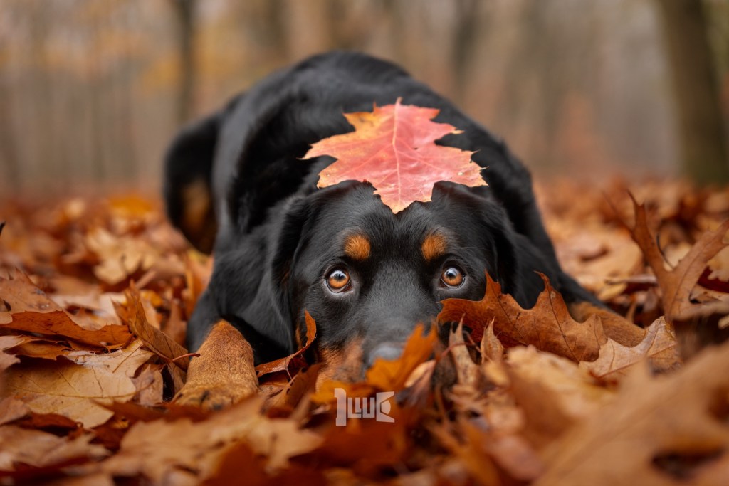 Het Vangen van de Gezellige Charme van de Herfst: Hoe Maak je Adembenemende Herfst Foto’s van je&nbsp;Hond