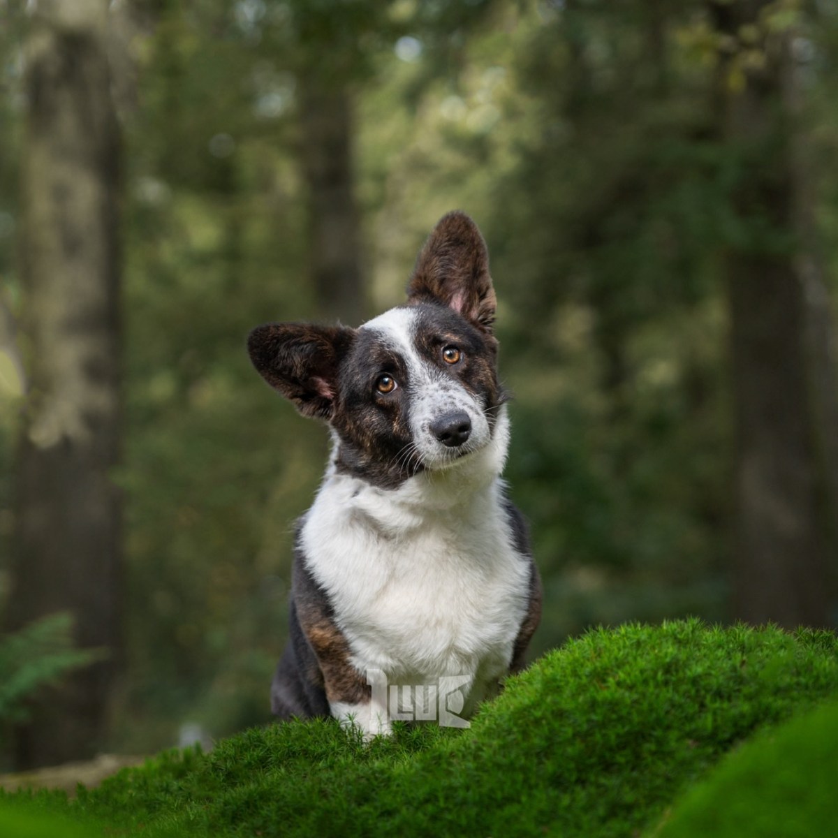Een Magische Dag in het Bos met Kwiebus de Corgi: Buitenhuisdierfotografie op zijn&nbsp;Best