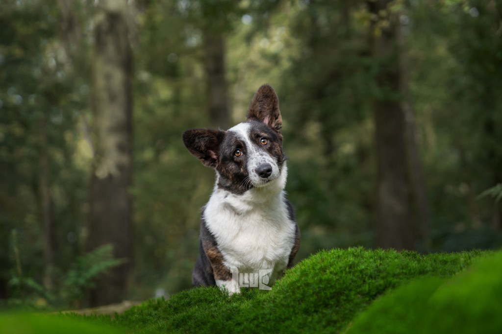 Een Magische Dag in het Bos met Kwiebus de Corgi: Buitenhuisdierfotografie op zijn&nbsp;Best